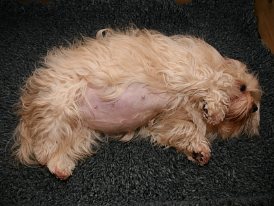 Kennel Miki Nanoq Erika